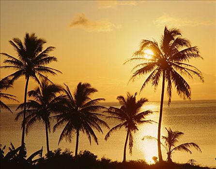 日落,上方,棕榈树,瓦胡岛,夏威夷,美国