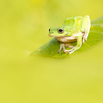 青蛙,美好,绿色背景