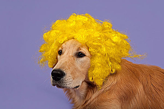 金毛猎犬,7个月,黄色,卷发,假发