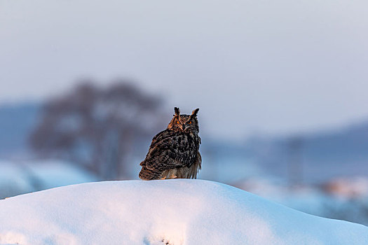 猛禽雕鸮在冬天雪地里觅食