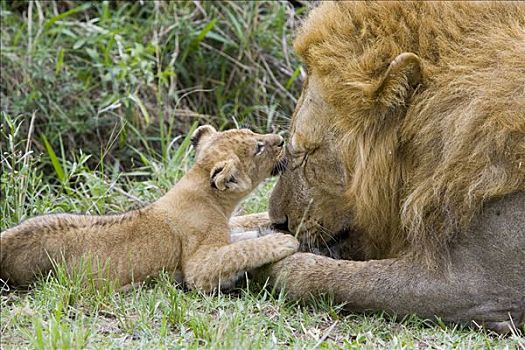 非洲狮,狮子,6-7岁,星期,老,幼兽,玩,成年,雄性,脆弱,马赛马拉国家保护区,肯尼亚