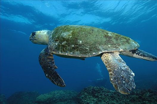 蠵龟,游泳,北方,岛屿,澳大利亚