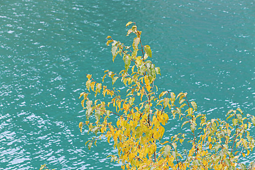 湖畔黄叶