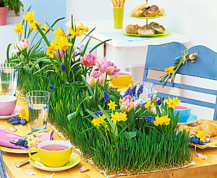 春天,桌子,冰草,水仙花,郁金香