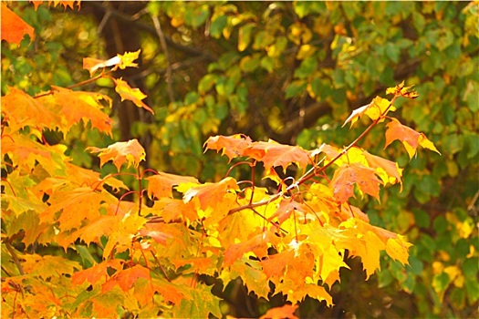 鲜明,秋叶,自然环境