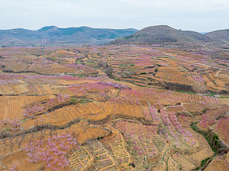 蜜桃之乡蒙阴旧寨桃花盛开