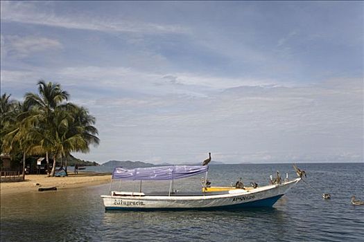 鹈鹕,游船,加勒比海,圣达菲,南美