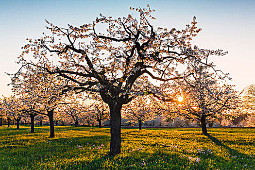 樱桃树,日落,逆光,春天,瑞士
