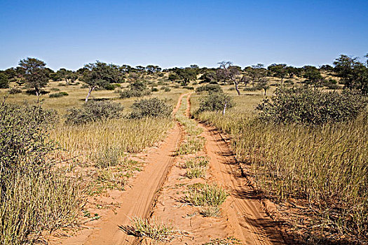 小路,禁猎区,卡拉哈里沙漠,博茨瓦纳,非洲
