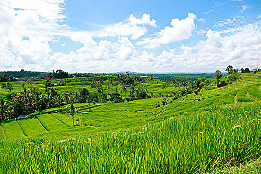 稻田,稻米梯田,巴厘岛,印度尼西亚,东南亚
