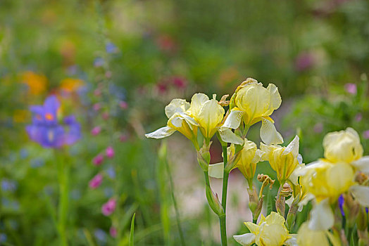 黄菖蒲,花