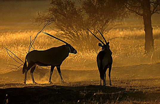 南非大羚羊,卡拉哈迪大羚羊国家公园,卡拉哈里沙漠,南非