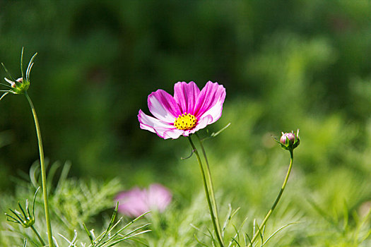 高原格桑花