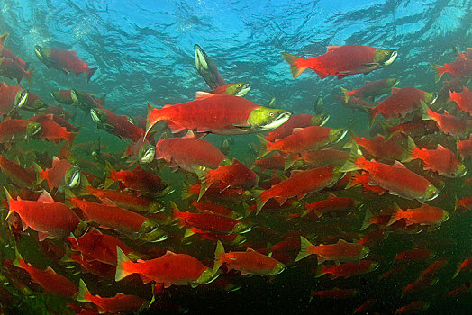 红鳟鱼,三文鱼,红鲑鱼,成群,亚当斯河,省立公园,不列颠哥伦比亚省,加拿大,北美