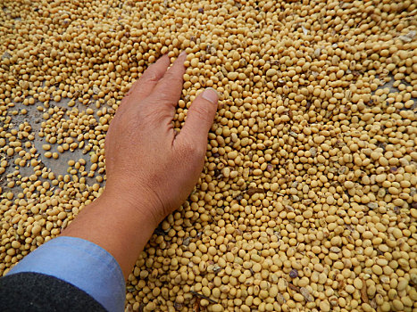 重庆市云阳县外郎乡的大豆黄豆种植丰收