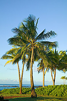 美国,考艾岛,晨光,棕榈树,海洋