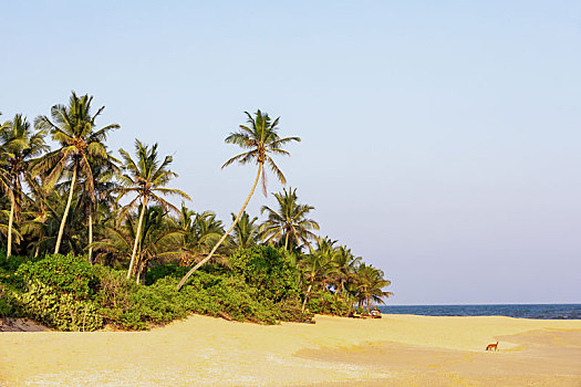 蓝天下的椰树海滩