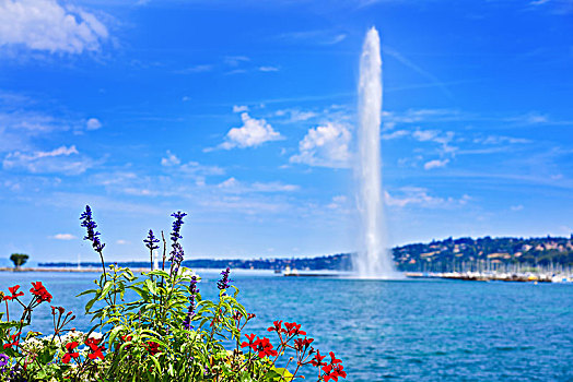 日内瓦,湖水,喷气式飞机,瑞士,莱曼