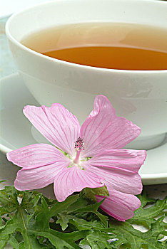 茶,锦葵属植物,药茶,锦葵属