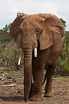 非洲象,萨布鲁国家公园,肯尼亚