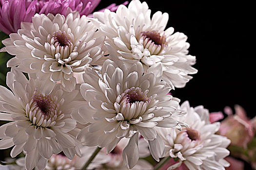 花束,白色,特写,图像,多年生植物