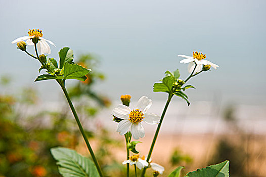 雏菊,花,野外