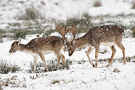 鹿,公鹿,母鹿,走,雪,遮盖,公园,峰区国家公园,柴郡,英格兰,英国,欧洲