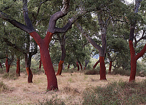 条纹,栓皮栎,西班牙栓皮栎,格拉萨莱玛,马拉加省,安达卢西亚,西班牙,欧洲