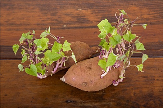 微微发芽的土豆图片