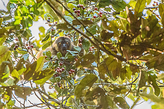 madagascar马达加斯加狐猴吃果子