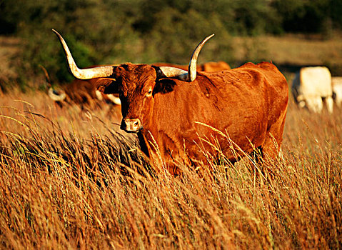 美国,俄克拉荷马,长角牛,公牛,地点,大幅,尺寸