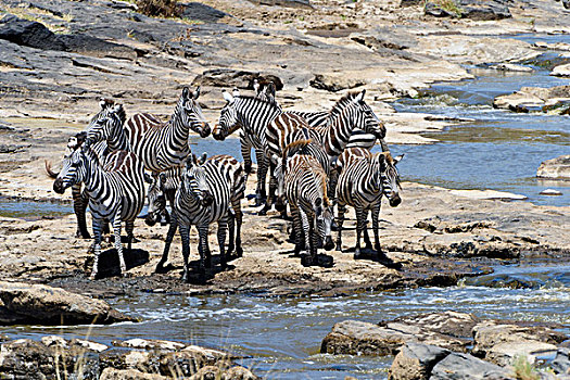 斑马,马,站立,马拉河,马赛马拉国家保护区,肯尼亚,非洲