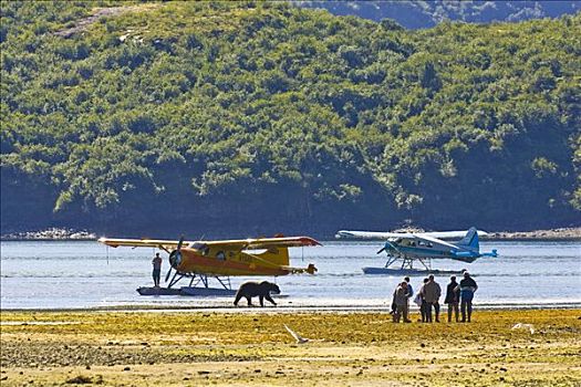 游客,看,岸边,走,水上飞机,地理,港口,卡特麦国家公园,阿拉斯加