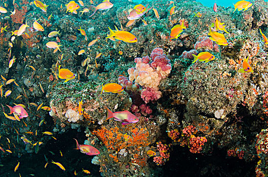 软珊瑚,珊瑚鱼,阿里瓦沙洲,南非