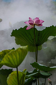 雾里看花