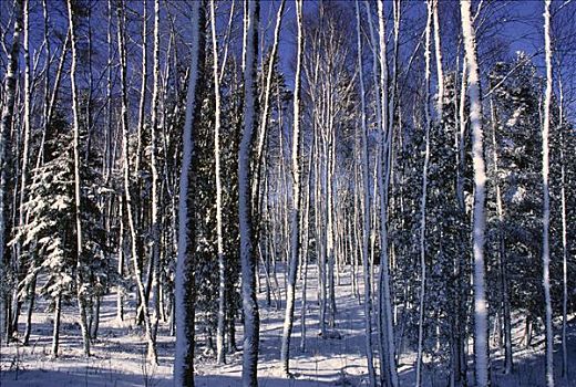 木头,冬天,新布兰斯维克,加拿大