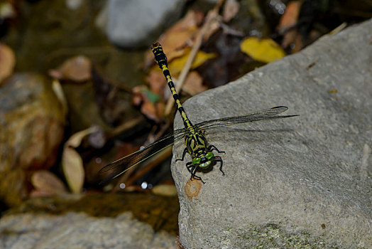 小,钳子,蜻蜓,坐,溪流,石头