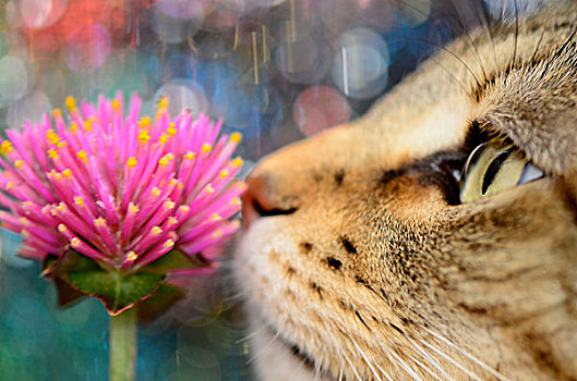 猫,嗅,粉花,特写