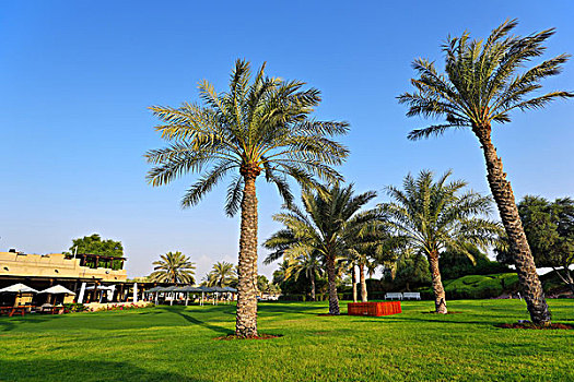迪拜沙漠绿洲风光