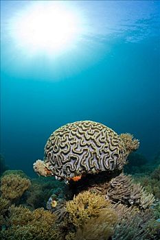 脑珊瑚,印度尼西亚,东南亚