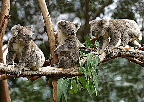 树袋熊,群,坐在树上,澳大利亚