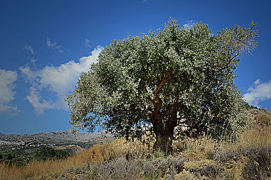 橄榄树,欧橄榄,克里特岛,希腊,欧洲