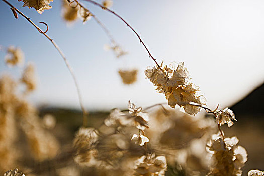 特写,干花