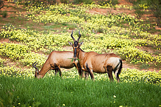 红色,草,靠近,黄色,藤,花,卡拉哈迪大羚羊国家公园,博茨瓦纳
