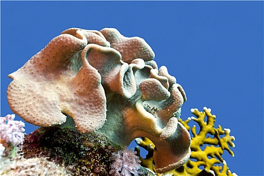 珊瑚礁,软珊瑚,仰视,热带,海洋