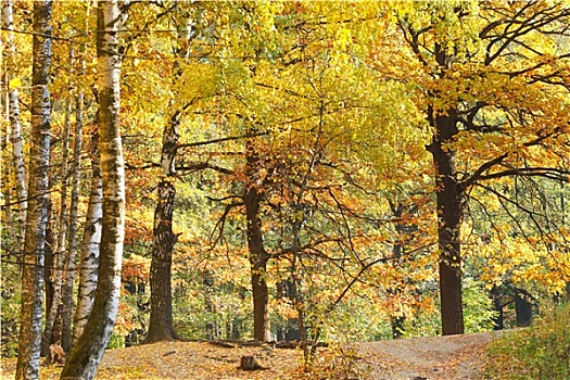 黄色,秋天,桦树,橡树,树林