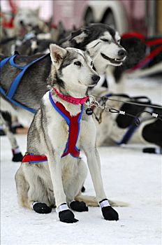 西伯利亚,爱斯基摩犬,雪橇狗,开端,雪橇犬,比赛,狗拉雪橇,世界,阿拉斯加,美国