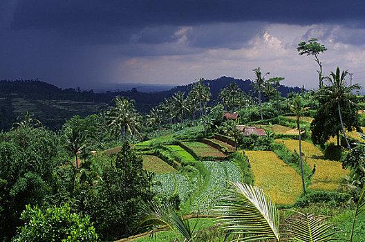 印度尼西亚,巴厘岛,靠近,布拉坦湖,蔬菜,地点,高地