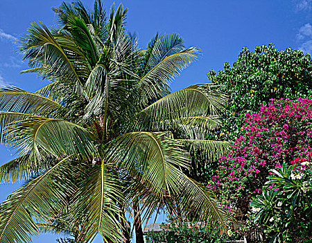 棕榈树,瓦胡岛,夏威夷,美国