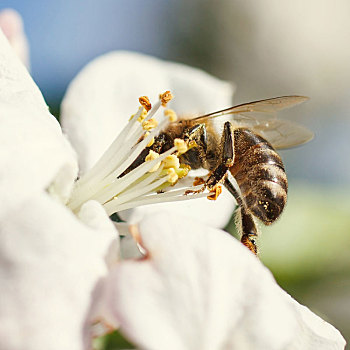特写,蜜蜂,樱花